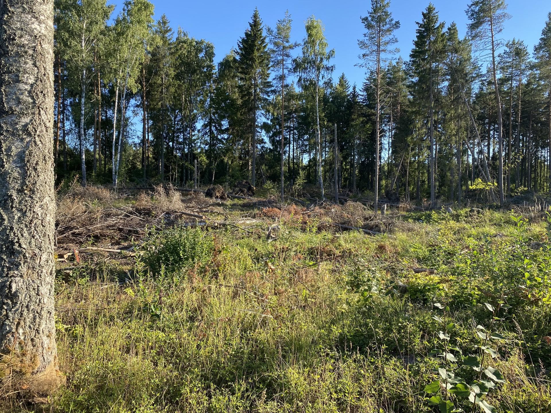 SKÄRPLINGE 2:128