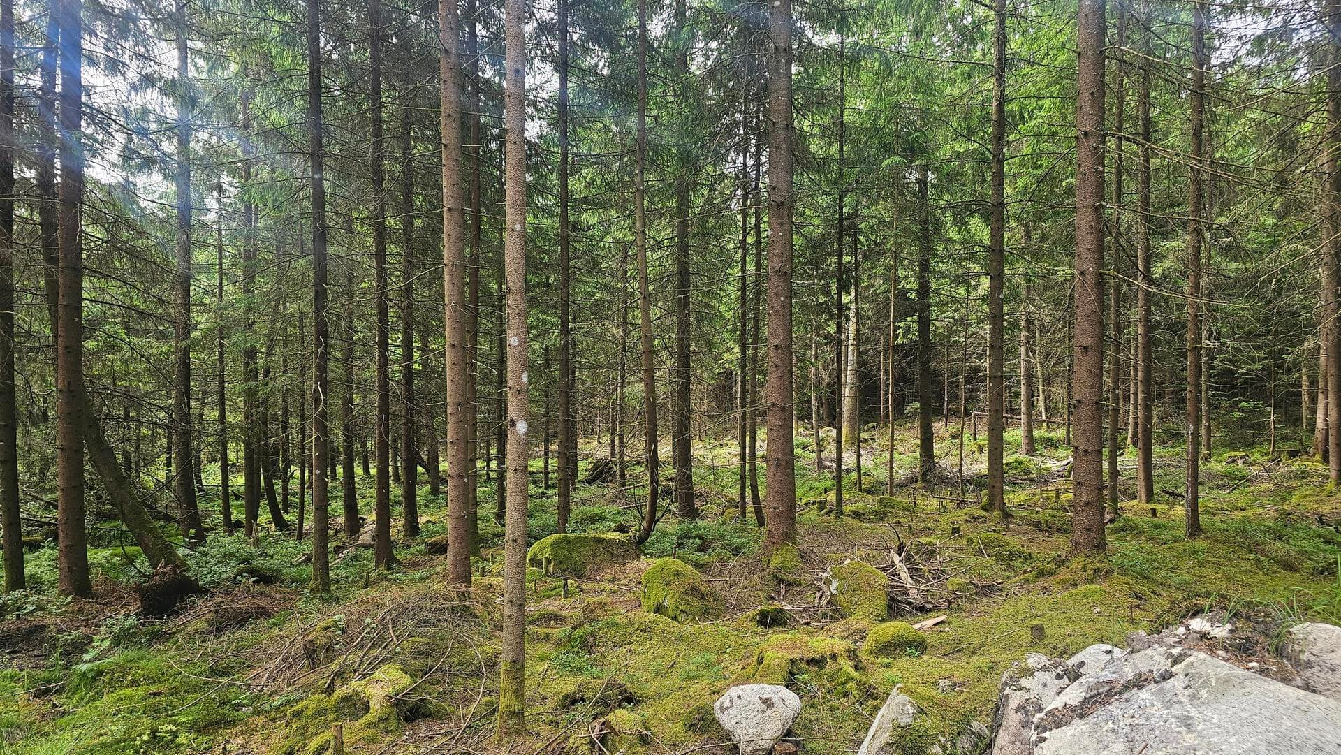 Österdalsvägen XX