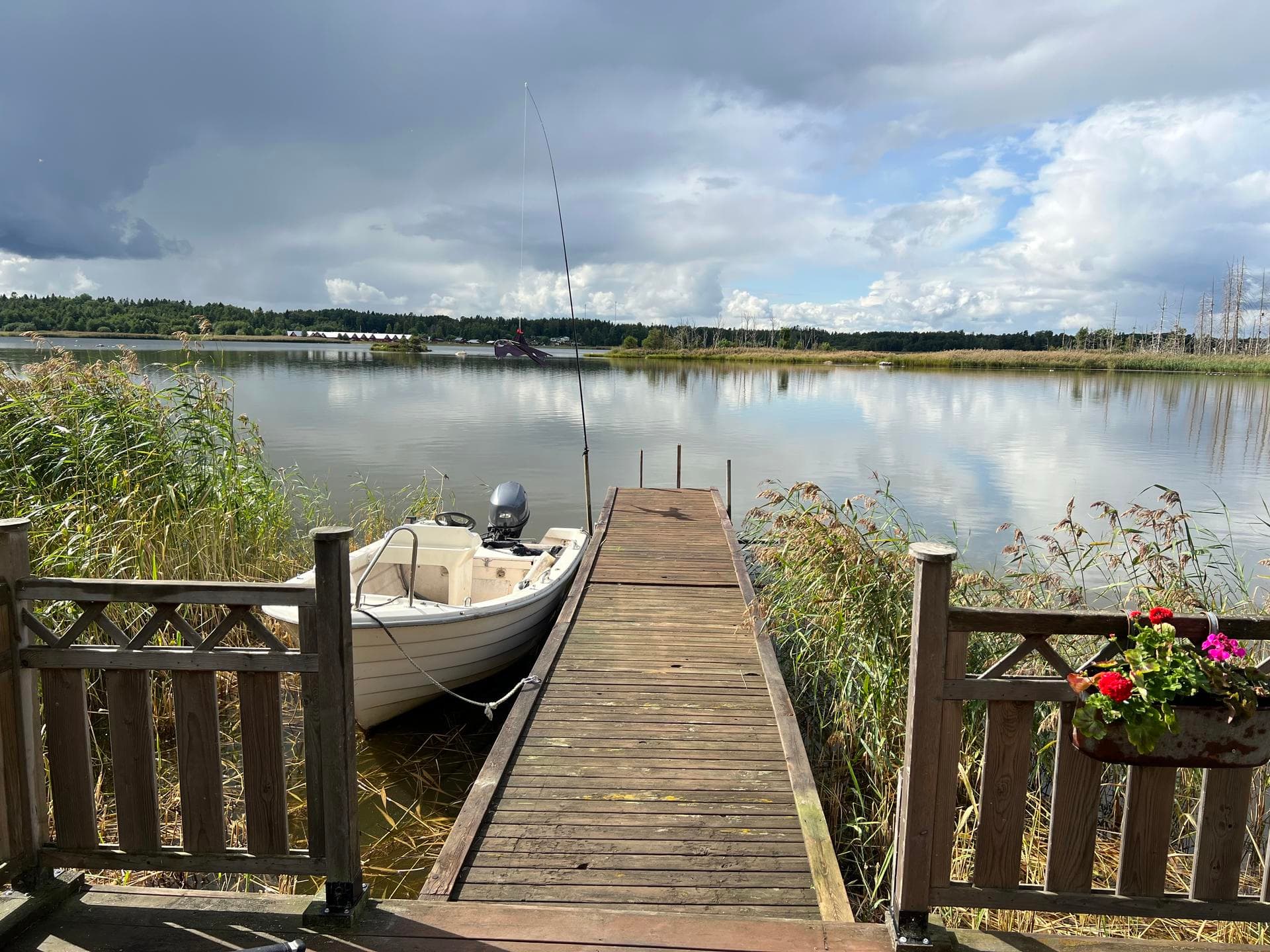 Klöverharen