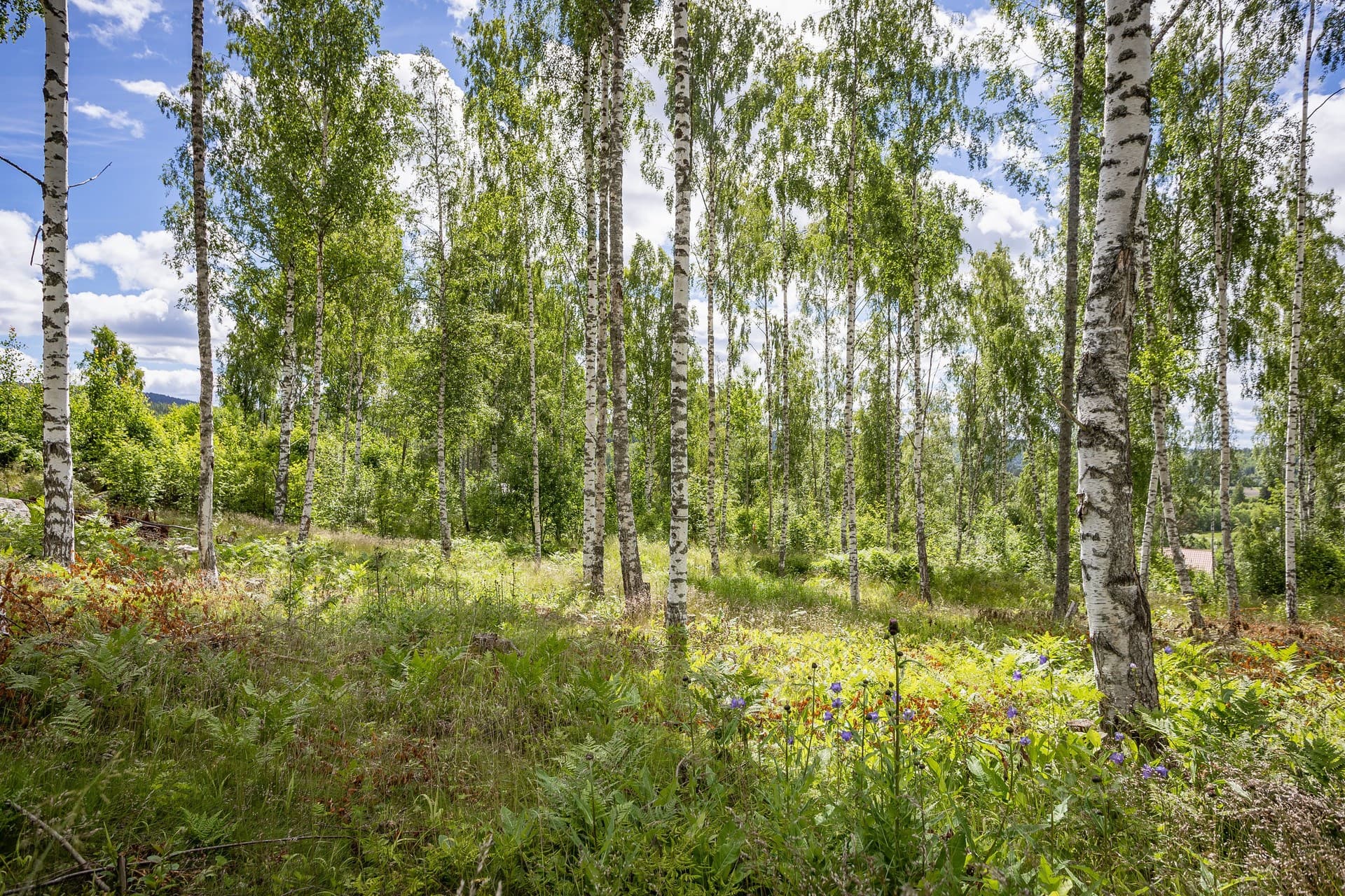 Liljekonvaljbacken 3